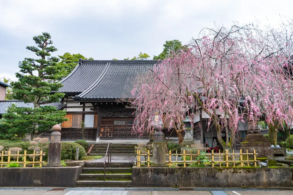 Cireși înfloriți lângă un templu japonez
